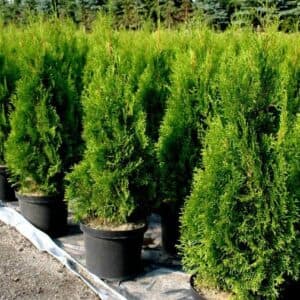 Questa magnifica immagine ritrae una Thuja Occidentale, una pianta a conifera che può essere utilizzata come fioritura per una recinzione o una siepe La vegetazione è inoltre adatta anche come pianta da vaso, con i suoi fiori bianchi che aggiungono un tocco di raffinatezza al tuo giardino