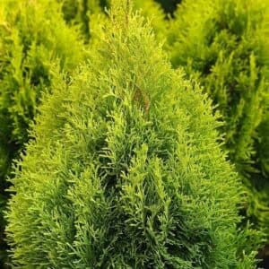 Unimmagine che ritrae una splendida thuja occidentale, una pianta verde dalle foglie profumate e dai rami ricurvi Un cespuglio di GreenPianta che cresce lussureggiante in mezzo alla rigogliosa vegetazione, con i suoi rami che si estendono verso il cielo come un albero di speranza Una meraviglia della natura, che ci regala la sua bellezza e la sua tonalità di verde