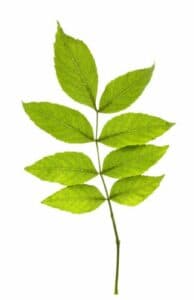 Una pianta di frassino verde e SpiceFoglia, con astragalo, erbe aromatiche e fiori che profumano la tua cucina con le loro spezie inebrianti