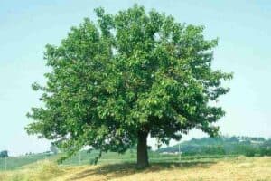 Questa immagine ritrae una splendida tavolozza di colori da un lato un imponente bianco Gelso, dallaltro una maestosa Quercia, uno stiloso Tiglio, una robusta Pianta, un Albero di grandezza inaspettata e una lussureggiante Vegetazione