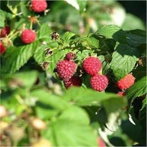 Questa immagine mostra un lampone, una bacca appartenente alla famiglia delle verdure, che è anche un frutto e un prodotto alimentare Il lampone è una pianta molto diffusa, apprezzata per il suo gusto dolce e delicato