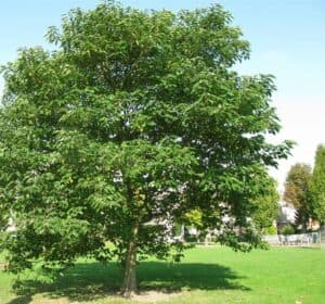 Questa fotografia mostra un incantevole bianco gelso, un albero con un tronco robusto che si erge tra un folto boschetto di vegetazione Lerba verde e laria fresca dellaperto circondano lalbero, creando unatmosfera intima e magica nel bosco