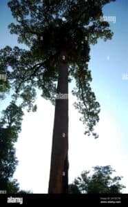 Questa immagine ci mostra un teak africano che svetta alto nel mezzo di una lussureggiante foresta pluviale Il tronco robusto dellalbero di teak si staglia tra le foglie verdi di quercia, tiglio e altre piante di vegetazione Limmagine ritrae la bellezza e la vitalità delle foreste tropicali
