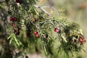 Un ginepro rosso in mezzo alla vegetazione, tra alberi conifere come abete, pino e larice Unimmagine che rappresenta la natura e la ricchezza delle verdure che ci offre