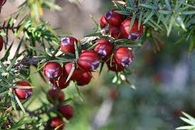 Questo ginepro rosso è un conifero che appartiene alla famiglia del tasso È una pianta che può essere utilizzata come albero o come vegetazione La sua frutta può essere consumata come cibo e viene utilizzata per produrre alcuni prodotti
