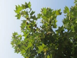 Questa immagine rappresenta una lussureggiante vegetazione orientale, con una quercia e un tiglio, che producono cibi salutari attraverso le loro foglie Una vista splendida di un albero che rappresenta la bellezza e la ricchezza della natura