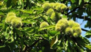 Unimmagine che cattura lincantevole bellezza dellautunno una quercia dalle foglie verdi che si staglia tra un sicomoro e un albero di nocciolo, con una ricca vegetazione di fiori e frutti che circondano il paesaggio Una scena di pace e armonia, che evoca i colori e i profumi della stagione