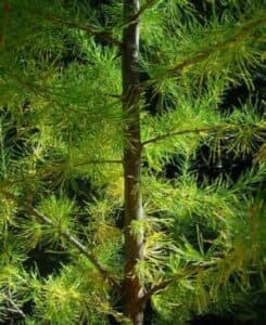 Questa foto mostra una meravigliosa vista di una conifera, un albero di larice europeo, chiamato anche Pino, che è parte di una lussureggiante vegetazione allaperto, come se fosse un bosco verdeggiante di GreenPianta