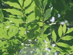 Una pianta di frassino, con una bellissima chioma verde, ricca di foglie e fiori, che si estende come un cespuglio offrendo una scena di vegetazione serena e rigogliosa