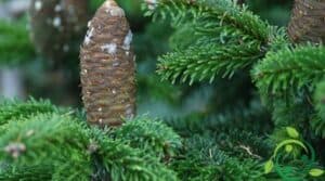 Questa immagine mostra un pino bianco un albero conifera che produce ananas, un frutto esotico insolito Labete bianco è una pianta che offre unesperienza di vita unica, regalando frutta inaspettata