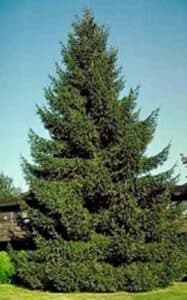 Immagine di un magnifico veitch abete una conifera dal tronco bianco, un albero dalla forma alta e slanciata, simbolo di forza e potenza