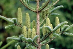 Questa foto ritrae un albero di pino bianco, una conifera che fa parte della famiglia dei pinus Si tratta di una pianta resistente e longeva che fa parte della vegetazione dei boschi italiani