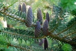 Questa foto mostra una pianta di abete coreano, una conifera appartenente alla famiglia dei pini È un tipo di albero che produce ananas e contribuisce alla vegetazione delle nostre foreste