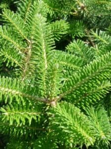 Questa immagine mostra un maestoso abete coreano, una pianta conifera appartenente alla famiglia delle Pinaceae È un albero che può raggiungere laltezza di più di metri, facente parte della ricca vegetazione delle montagne della Corea