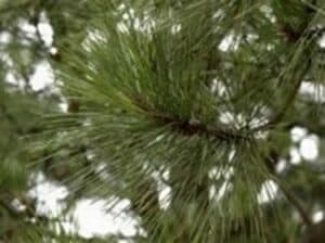 Questa immagine mostra un pino di Monterey, un tipo di albero conifera, circondato dalla rigogliosa vegetazione In primo piano vediamo un topo che si arrampica lungo il tronco dellabete, per poi scomparire tra le fronde Unimmagine che rappresenta la bellezza della natura