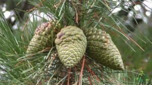 Immagine di un pino di Monterey, un albero conifera che produce frutta come lananas una pianta dalle incredibili virtù che trasforma ogni abete in uneccezionale fonte di sostentamento