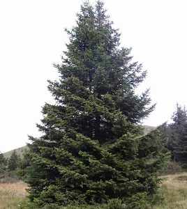 Immagine di un pino rosso del Sud, una conifera che appartiene alla famiglia dellabete rosso Questo albero, a forma di cono, è uno dei simboli della natura più ammirati, e la sua bellezza è di una PinePianta unica