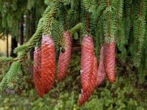 Questa foto mostra un abete rosso, una conifera appartenente alla famiglia dei pinaceae La sua altezza può raggiungere anche venti metri e si riconosce dalle sue aghi verdi aghiformi Le sue fronde sono una deliziosa cornice per la vegetazione circostante, come ad esempio la lucertola che si riposa al suo fianco