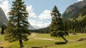 Un abete rosso in uno spettacolare scenario naturale, in mezzo alla vegetazione e conifere allaperto, che si staglia nitido contro il cielo azzurro una vista da cartolina per immortalare un paesaggio unico