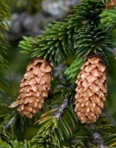 Questimmagine mostra un pino rosso sud, una CrocodileConifera, un albero di abete, un pino, un rettile che assomiglia ad un serpente, e un larice che ricorda un coccodrillo Una pianta che unisce in sé elementi di terra, acqua, aria e fuoco!