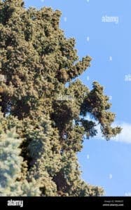 Questa immagine mostra un veitch abete, una tipica conifera che fa parte della famiglia delle piante più comuni, gli abeti Una semplice ma imponente presenza nella vegetazione, questo pino si distingue per le sue foglie aghiformi, la sua grande altezza e la sua resistenza ai climi rigidi