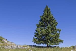 Questa immagine raffigura una scena idilliaca in una foresta con una varietà di alberi coniferi tra cui un abete rosso, un pino, un maple e un acero Latmosfera è magica, invitandoci a godere della bellezza di queste piante