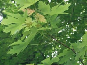 Un albero di acero con una foglia dargento, simbolo di forza e resistenza