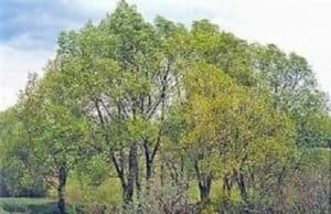 Questa fotografia meravigliosa mostra un salice bianco nella città di MapleGrove, circondato da una lussureggiante vegetazione di alberi, tra cui quercia, tiglio e acero Una meravigliosa foresta pluviale che crea un arcobaleno di colori e che ricorda la magia della natura