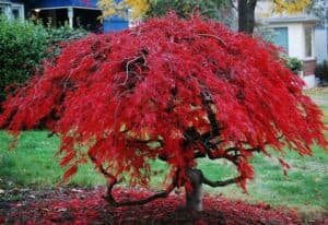 Un albero di Fraxinus caroliniana, una varietà di Acero, con le sue foglie verdi che rappresentano la vitalità della natura