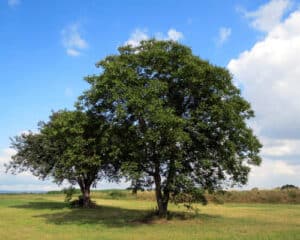 Immagine di un albero di noce, una quercia, una pianta di acero e un acero Un mix di alberi che rappresentano la bellezza della natura Lalbero del noce, lacer maple, la quercia e lacero si fondono in una magnifica composizione di forme e colori Una splendida immagine che celebra la forza della natura