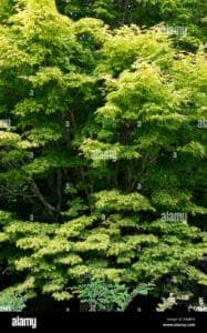 Un tiglio giapponese MeadowAlbero si erge in una radura tra un acero e un bosco, con un prato di vegetazione sotto di esso Le foglie si muovono leggermente nella brezza, creando unatmosfera di pace e tranquillità allaperto