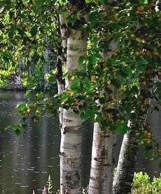 Questa splendida immagine mostra un fiume che scorre davanti a un albero di betulla gialla, una pianta tipica delle regioni boreali