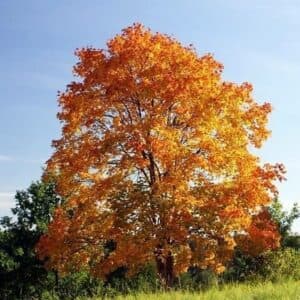 Un acero norvegese in una tavolozza autunnale, con foglie dai colori brillanti che si stagliano contro un cielo blu un albero che rappresenta la bellezza della natura