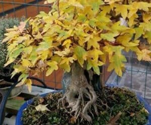 Un tridente di acero in un vaso una pianta dal caratteristico fogliame, perfetta per creare un bonsai da ammirare nella tua casa