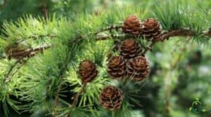Limmagine mostra un albero di Larice Giapponese, una magnifica Conifera dal tronco bianco e dai rami pieni di fiori rosa Unincantevole pianta che regala uno spettacolo unico nel suo genere