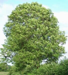 Questa immagine mostra una magnifica vista di alcuni degli alberi più iconici della foresta italiana un frassino, una quercia, una pianta, un tiglio e un albero generico Una vista che lascia senza fiato e che testimonia la bellezza e la fragilità della natura che ci circonda