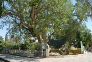 Un albero di sicomoro, una quercia, un banyan, unauto questi elementi rappresentano una scena in cui una persona si avvicina a uno splendido paesaggio, dove le piante e i veicoli si fondono in armonia