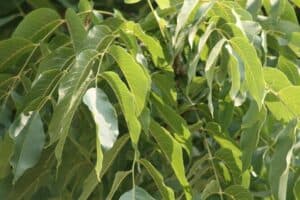 Un albero di noce americano, con frutti maturi e foglie verdi, producendo deliziose noci come cibo saporito e nutriente per la tua dieta di frutta e verdura