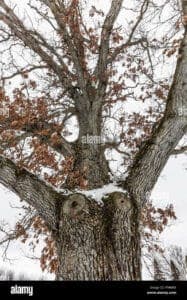 Questa immagine mostra una Quercus alba, una pianta di foglie che ha un tronco di albero imponente La foglia di questo albero è grande e verde, e il suo tronco dà un senso di forza e stabilità