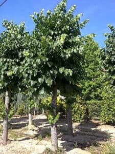 Questa immagine ritrae un albero di tiglio europeo allaperto, circondato da una ricca vegetazione Questa pianta generosa produce una varietà di frutti commestibili e salutari, offrendo un ricco prodotto della natura