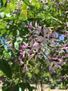 Questa immagine mostra un albero medicinale ricco di vegetazione erbacea, con un fiore dai tanti petali e dai colori brillanti Una pianta che cresce rigogliosa in mezzo alla natura, unoasi di verde in cui possiamo trovare erbe preziose Unimmagine che incanta e riempie di energia e di speranza