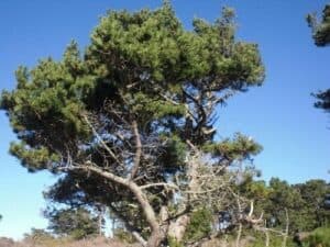 Questa fotografia mostra un pino di Monterey, un albero conifero che si trova in un ambiente ricco di vegetazione Il pino di Monterey è un esemplare di grande bellezza e resistenza, che ben si adatta ai terreni più diversi