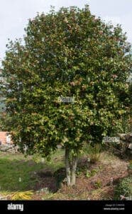 Una coppia di innamorati che passeggia tra le verdi foglie di un acero, circondati dalla ricca vegetazione di un bosco, godendo dei frutti che la natura produce Una scena di amore e di armonia con la natura