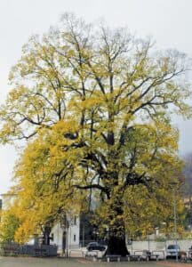 Un tronco di tiglio di palude avvolto da una fitta vegetazione in cui si intravede un edificio dallarchitettura moderna Unautomobile parcheggiata sulla strada e una persona che si affaccia al finestrino Unimmagine che racconta di equilibrio e armonia tra natura e vita moderna