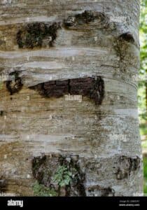 Una betulla occidentale con una struttura architettonica che ricorda un edificio, con un grosso tronco che regge lalbero come una struttura solida Una pianta che unisce elementi naturali ed edificati, unendo larchitettura con la natura
