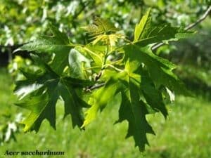 Un albero di acero dargento con foglie di quercia, sicomoro e betulla che si allungano verso il cielo nella foschia dellalba