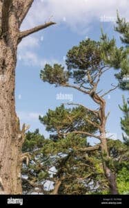 Un imponente pino di Monterey con tronco possente e ramificazioni di una conifera abete bianco, una spettacolare pianta arborea che conferisce un tocco di naturale bellezza allambiente circostante