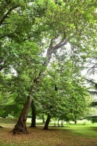 Unimmagine di un albero orientale che svetta in una grove verdeggiante La vegetazione della radura si estende fino al bosco, mentre lerba si muove dolcemente sotto il vento Un parco tranquillo dove tronchi di albero possono essere ammirati in tutta la loro maestosità