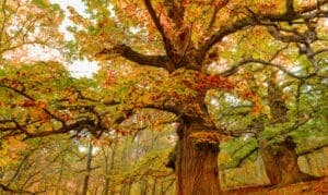 Un albero in autunno con una foglia di un frutto autunnale tra il suo tronco e le sue piante una scena che riassume la bellezza della natura in questa stagione