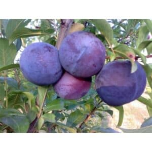 Questa immagine ritrae un albero magico che produce deliziosi frutti, come prugne, mele e patate PotatoCibo, la tua fonte di sapori unici, ti invita a scoprire i benefici di una pianta che produce frutta e verdura naturali, come la pera e la patata Riscopri il gusto della natura con PotatoCibo!